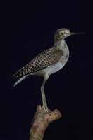 藏品(鷹斑鷸)的圖片